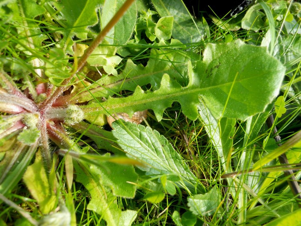 Asteracea: Crepis sancta